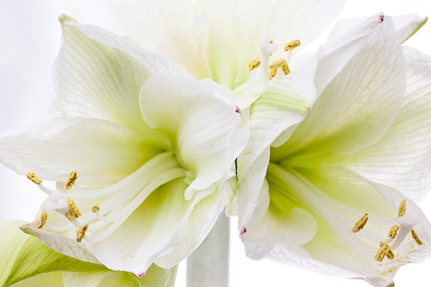 Eine Amarillis Blüte